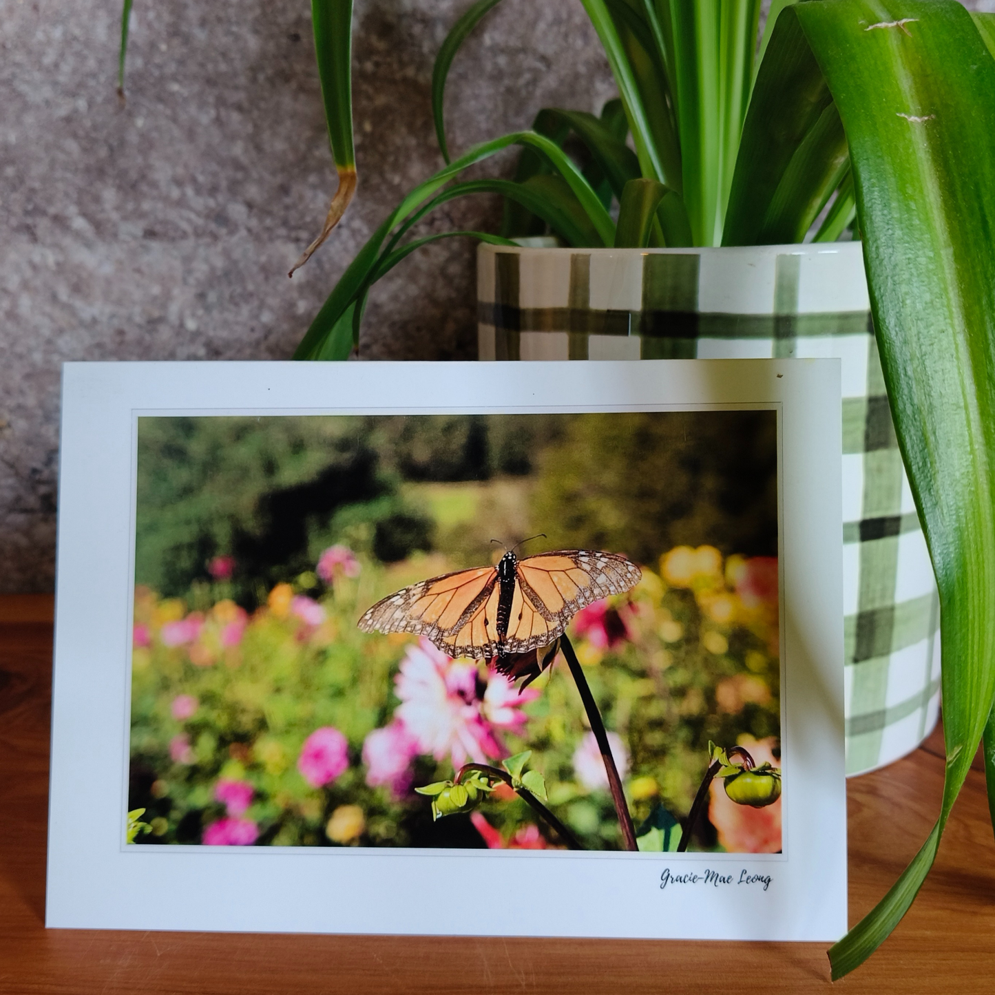 Framed photograph of a butterfly on flowers with a plant in the background