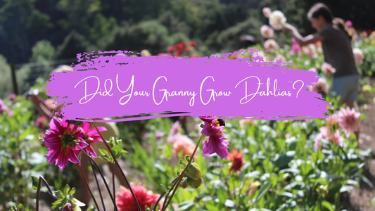 Did Your Granny Grow Dahlias Too?