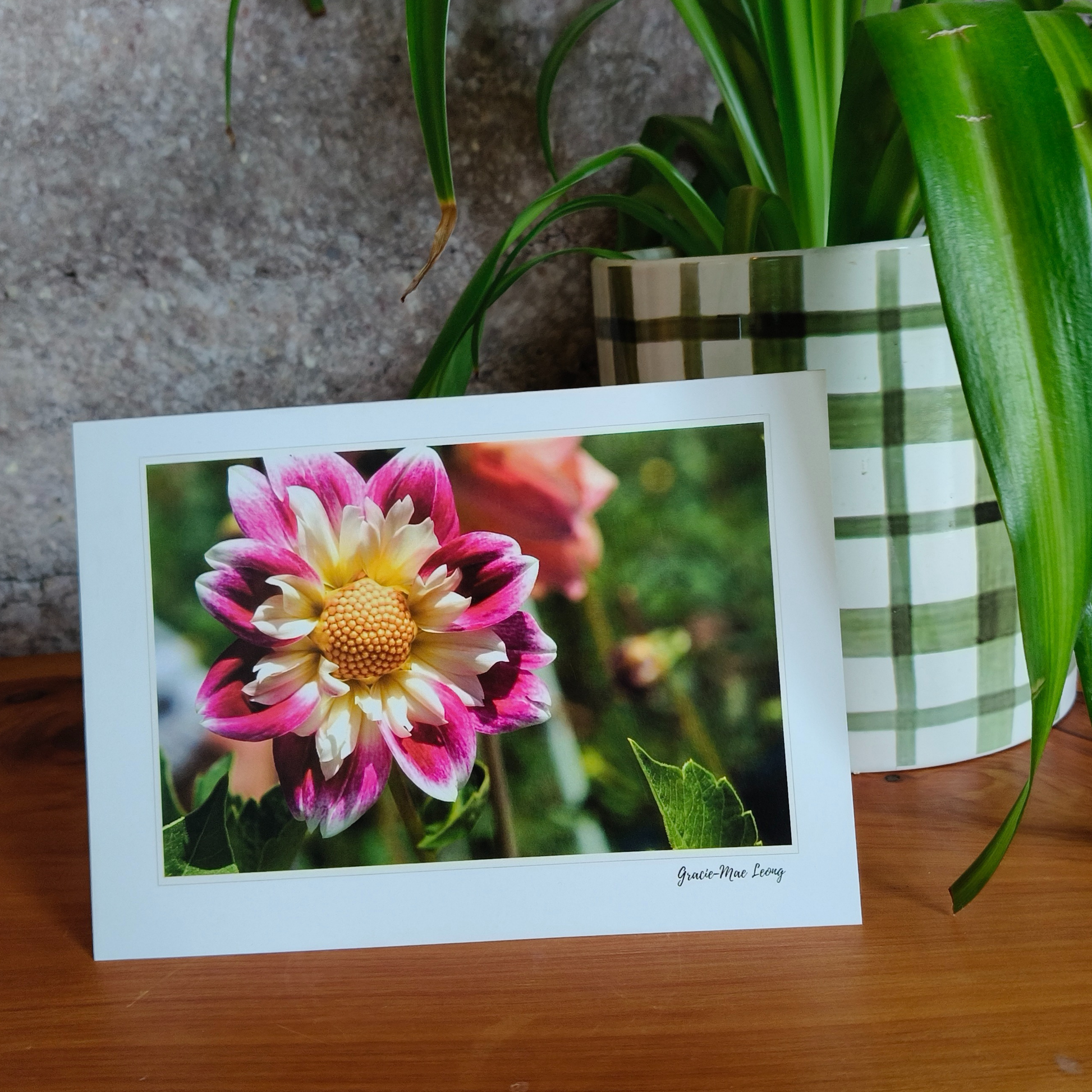 Greeting card featuring pink collarette dahlia photography by Gracie-Mae – blank inside