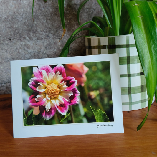 Greeting card featuring pink collarette dahlia photography by Gracie-Mae – blank inside